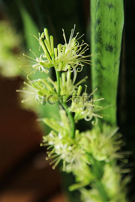 虎尾兰开花风水|虎尾兰开花象征意义及养护中需注意的风水问题